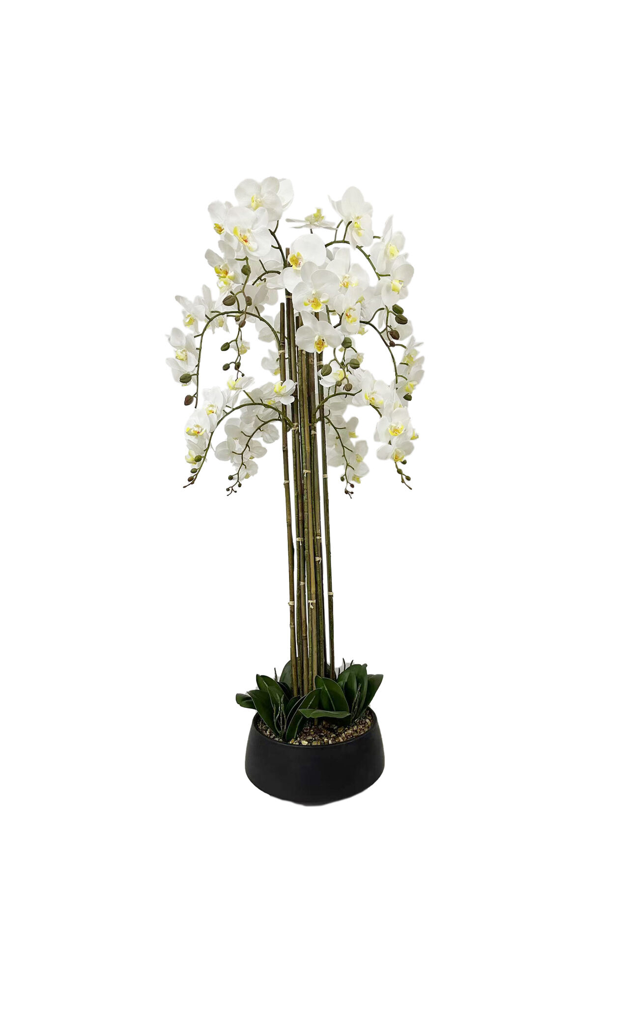 白い胡蝶蘭の盆栽